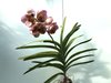 ВАНДА (VANDA Prapathom Gold, 4N x V.sanderiana) 